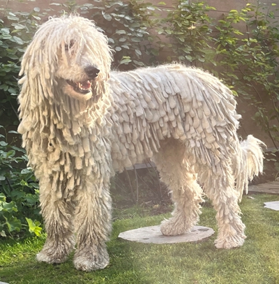 Blizzard vom Stamm der Magyaren