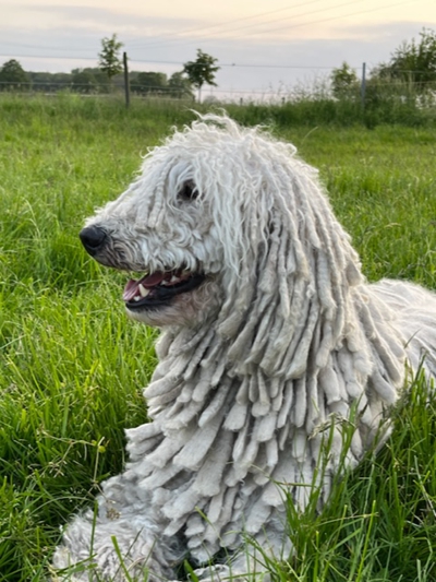 Blizzard vom Stamm der Magyaren