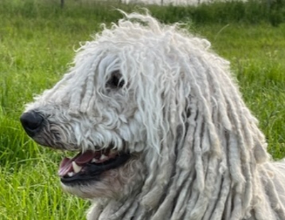 Blizzard vom Stamm der Magyaren