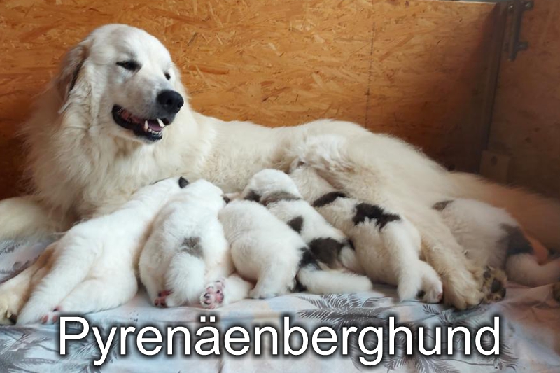 Pyrenäenberghund-Welpen