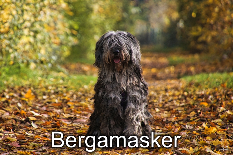Bergamasker-Welpen
