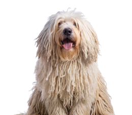 Komondor