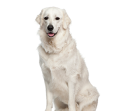 Kuvasz