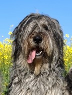 Aiko-Aleos del Montevergine   -  WJgd.Sg.24 