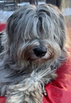 Cane dell´Alpi´s TWL Traianus