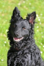 Csoda vom Schöntaler Storchenturm