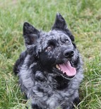 Köves-Berci Betyár Cudar-Codie