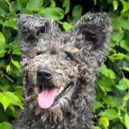 Idefix de la Ville aux trois Vallées