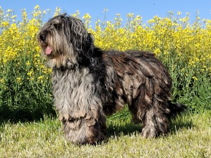 Aiko-Aleos del Montevergine   -  WJgd.Sg.24