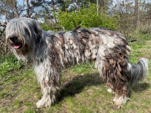 Cane dell´Alpi´s TWL Traianus