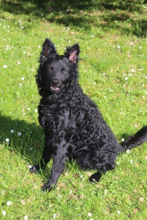 Csoda vom Schöntaler Storchenturm