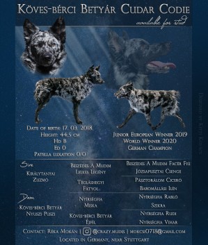 Köves-Berci Betyár Cudar-Codie