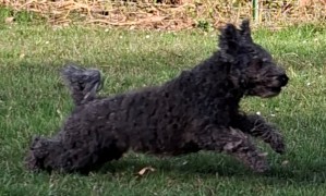 Idefix de la Ville aux trois Vallées