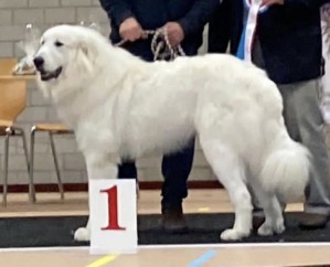 Henrique-Ares vom Nienkamphof