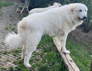 Darwin vom Lennebergwald